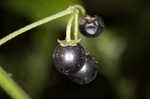 West Indian nightshade